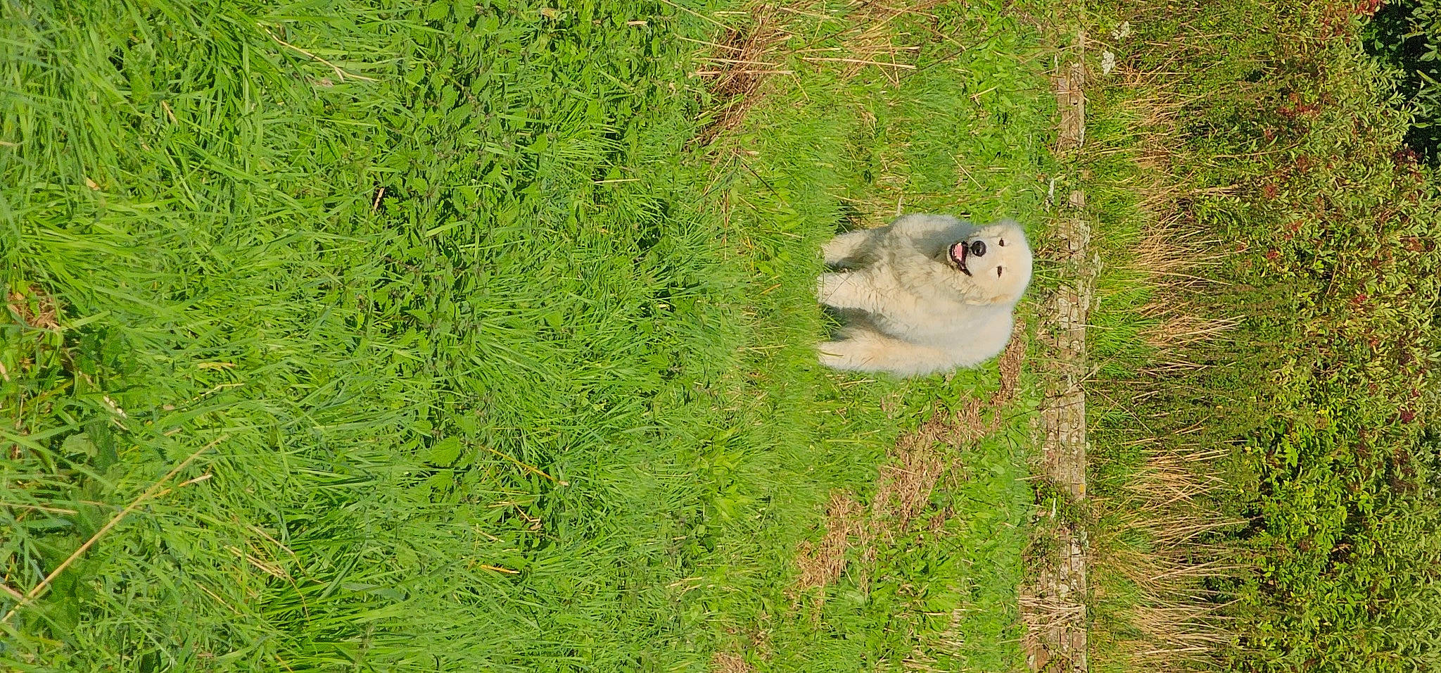 Litchi a rejoint le concours — aidez-le/la à gagner de superbes lots ! art, beak, carnivore, dog, dog_breed, felidae, field, grass, grass_family, grassland, groundcover, meadow, natural_landscape, pasture, plant, prairie, sporting_group, terrestrial_animal, wildlife, wolf