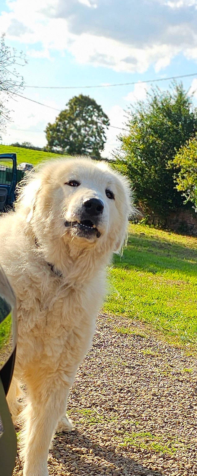 Litchi a rejoint le concours — aidez-le/la à gagner de superbes lots ! ancient_dog_breeds, canidae, carnivore, cloud, companion_dog, dog, dog_breed, fur, giant_dog_breed, grass, great_pyrenees, non_sporting_group, plant, recreation, sky, snout, sporting_group, tree, working_animal, working_dog