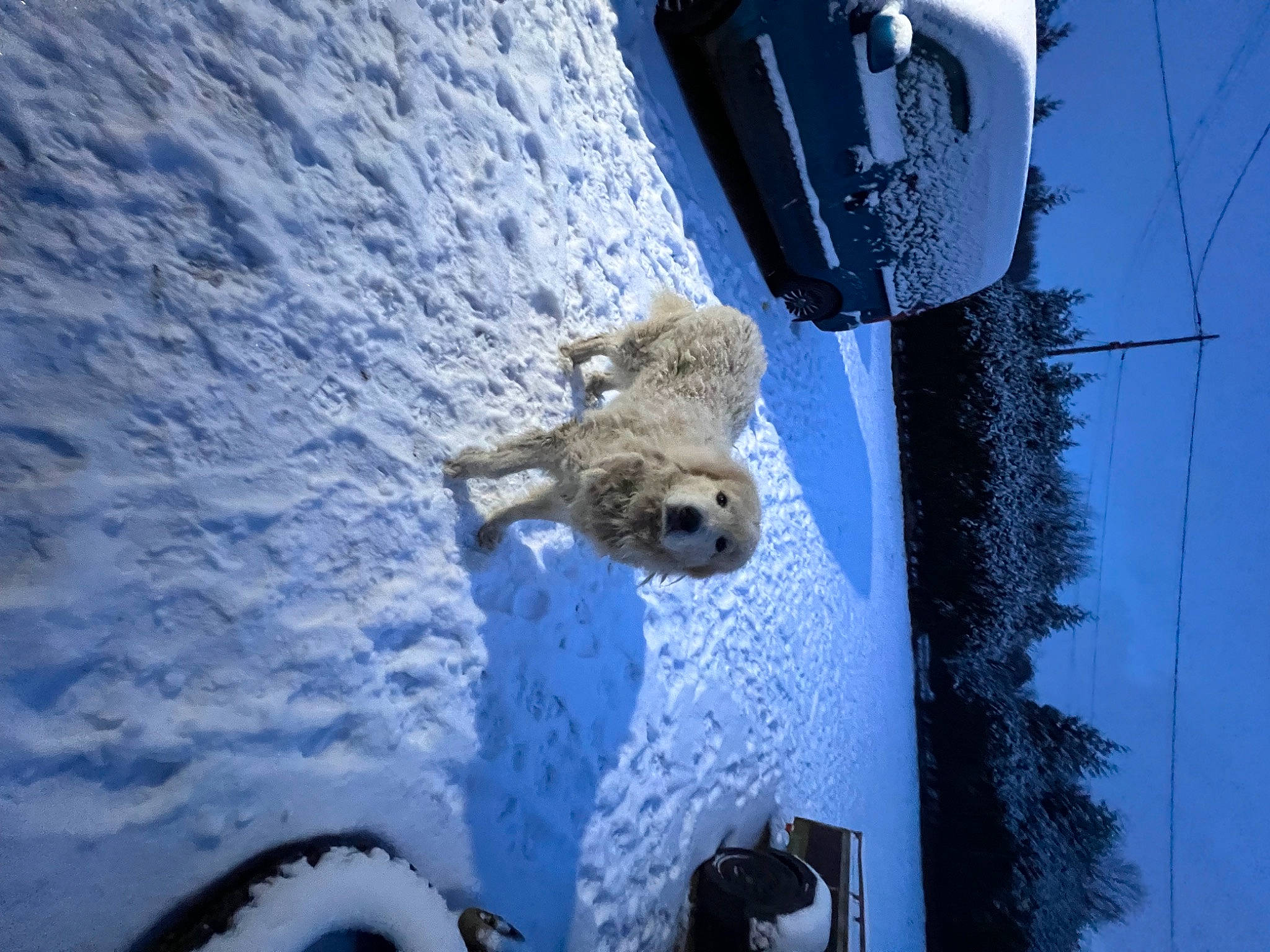 Litchi participe au concours pour gagner de l'argent avec cette photo : adventure, azure, electric_blue, freezing, frost, glacial_landform, ice_cap, light, plant, recreation, reflection, sky, slope, snow, tree, vehicle, water, white, winter, world