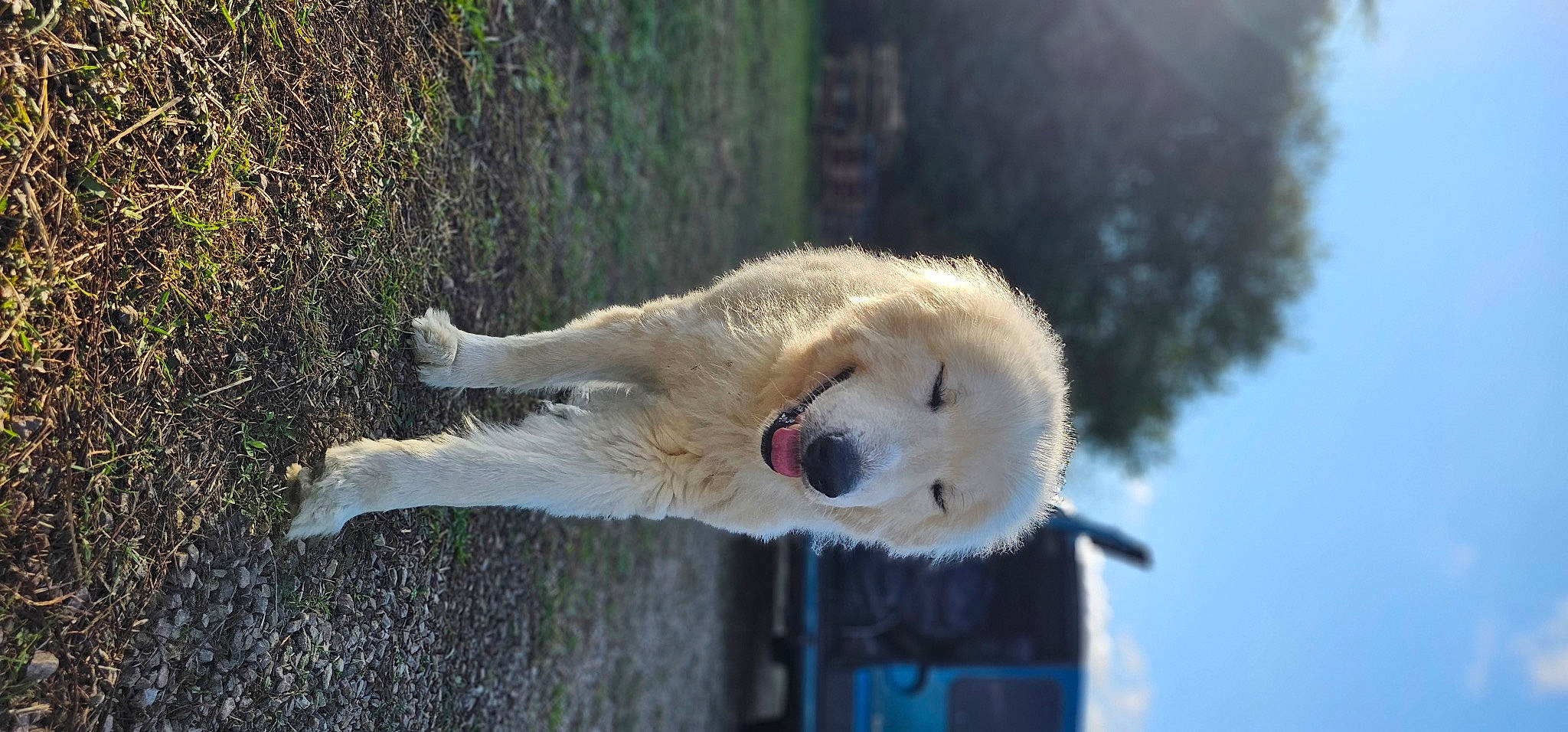 Litchi a rejoint le concours — aidez-le/la à gagner de superbes lots ! bear, biting, canidae, carnivore, claw, dog_breed, eye, fur, plant, polar_bear, sky, snout, sporting_group, tail, terrestrial_animal, tree, trunk, water, wildlife, winter