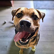 Diablo joined the competition — help win amazing prizes! dog, canine, pet, tongue_out, smiling, happy, close_up, portrait, brown_fur, black_nose, ears, indoor, floor, animal, cute, friendly, looking_up, teeth, young_dog, playful