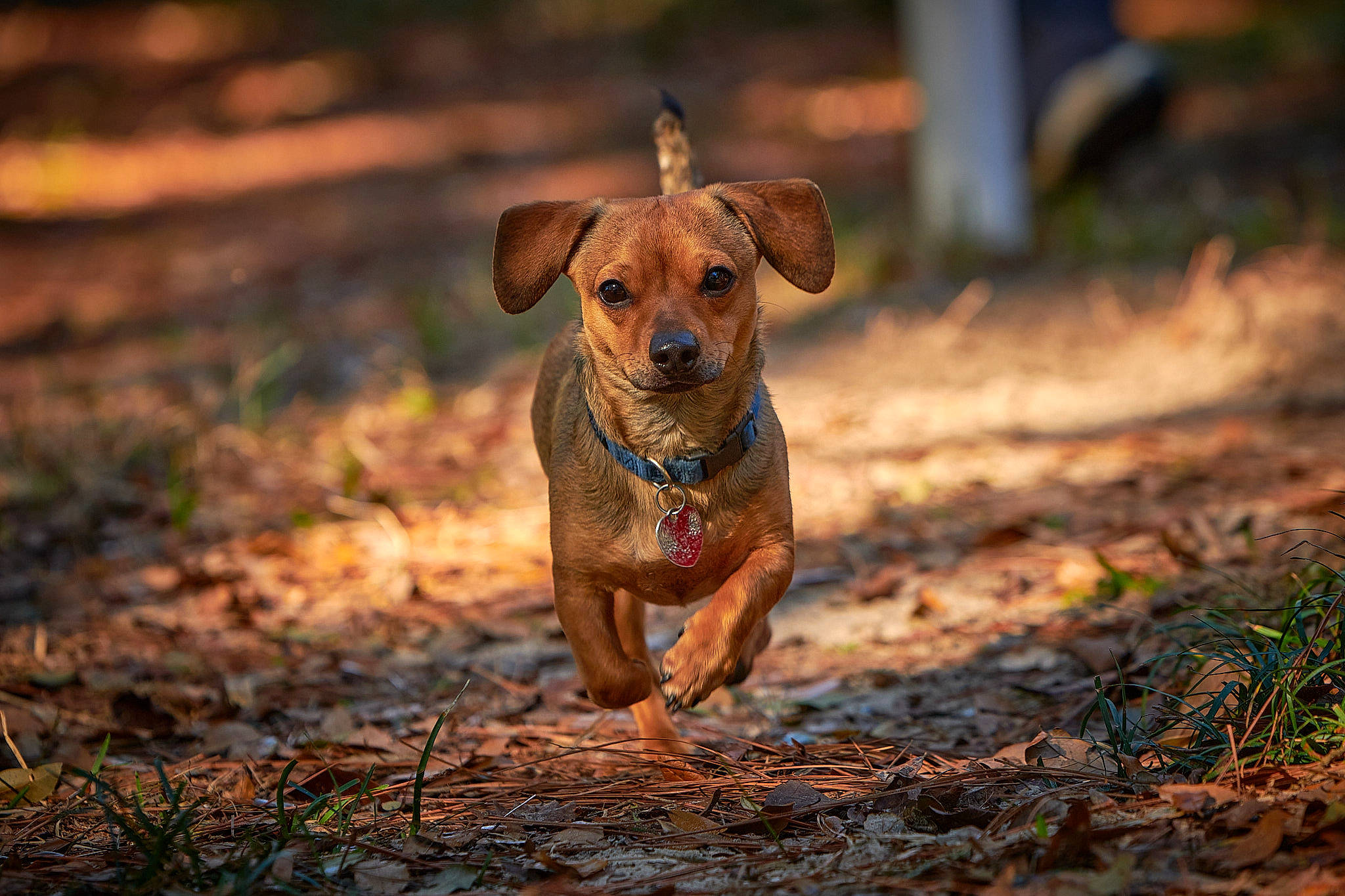 Frank joined the competition — help win amazing prizes! canidae, carnivore, companion_dog, dog, dog_breed, fawn, grass, landscape, liver, pet_supply, plant, puppy, snout, soil, sporting_group, terrestrial_animal, whiskers, wildlife, wood, working_animal
