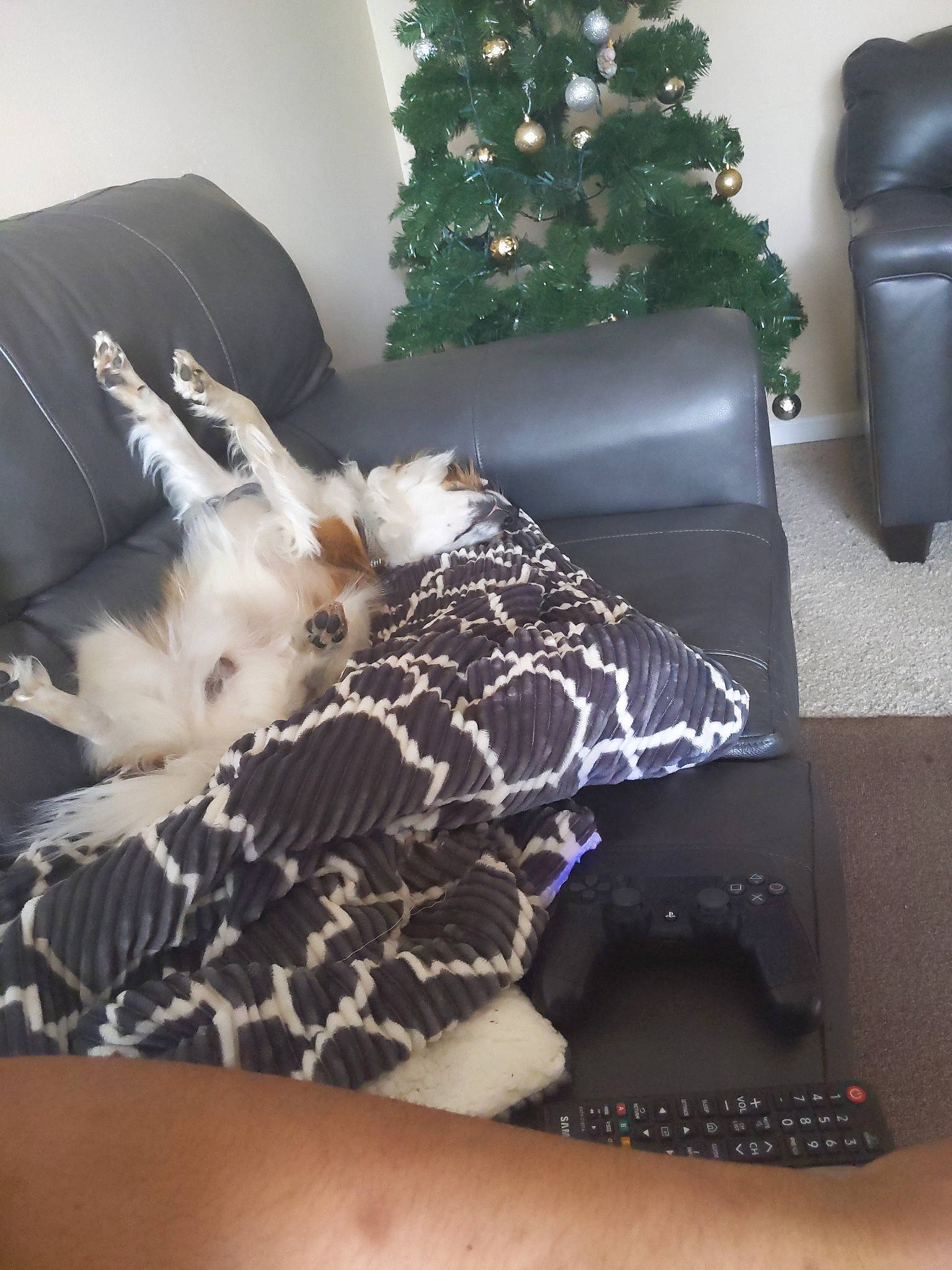 Shi is registered to the contest to win money with this photo: canidae, couch, fur, furniture, room