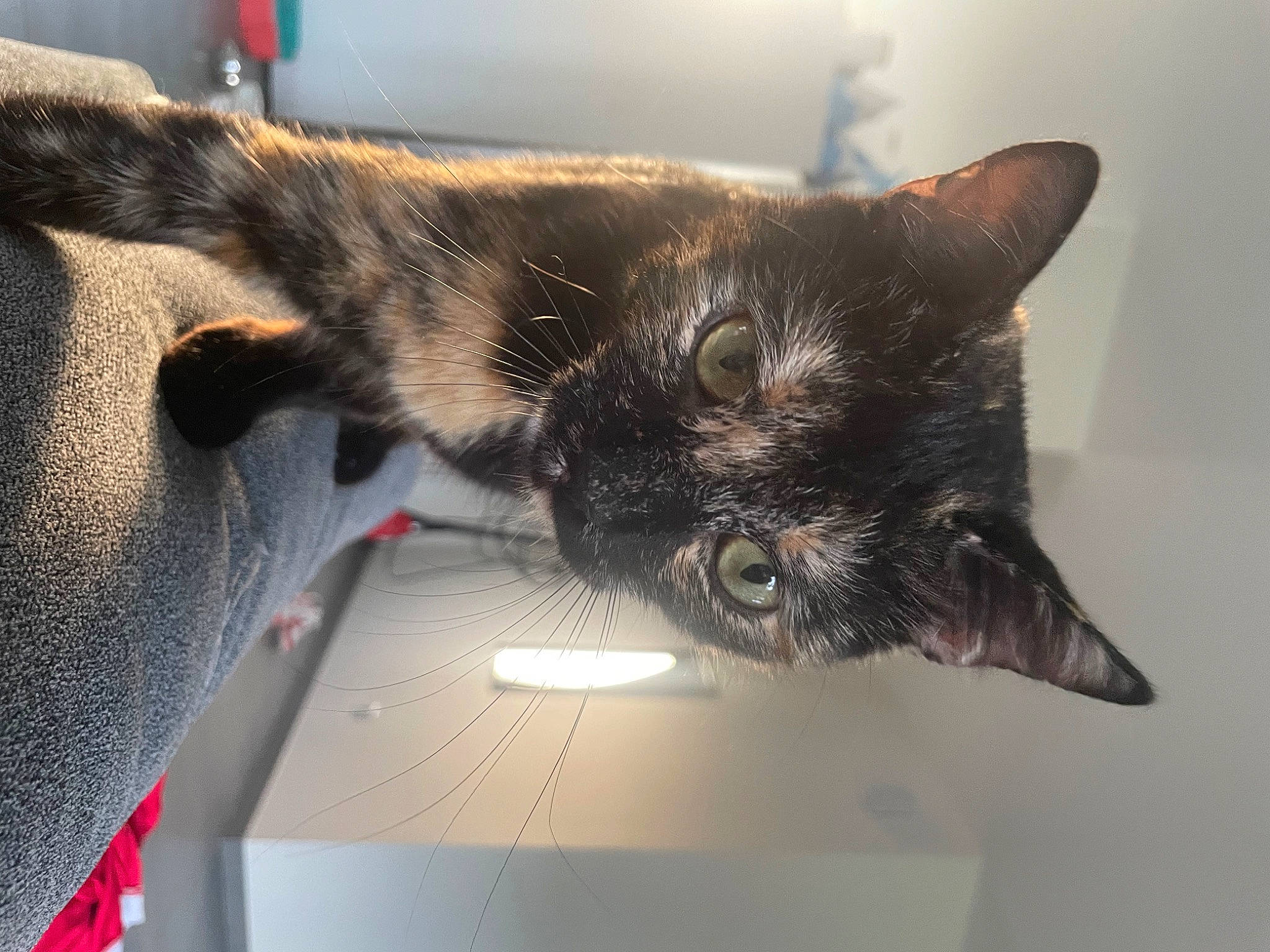 Uma participe au concours pour gagner de l'argent avec cette photo : carnivore, cat, claw, domestic_short_haired_cat, ear, felidae, fur, paw, small_to_medium_sized_cats, snout, tail, whiskers