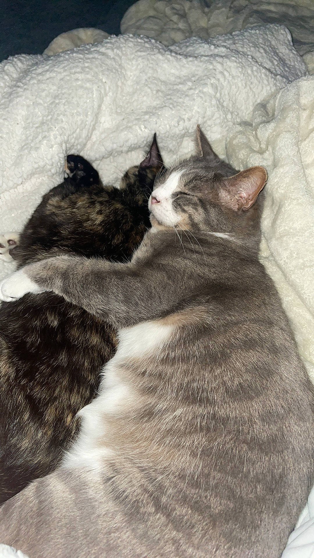 Uma a rejoint le concours — aidez-le/la à gagner de superbes lots ! art, bedding, black_cat, carnivore, cat, claw, comfort, domestic_short_haired_cat, felidae, fur, grey, linens, monochrome_photography, nap, paw, sleep, small_to_medium_sized_cats, snout, tail, whiskers