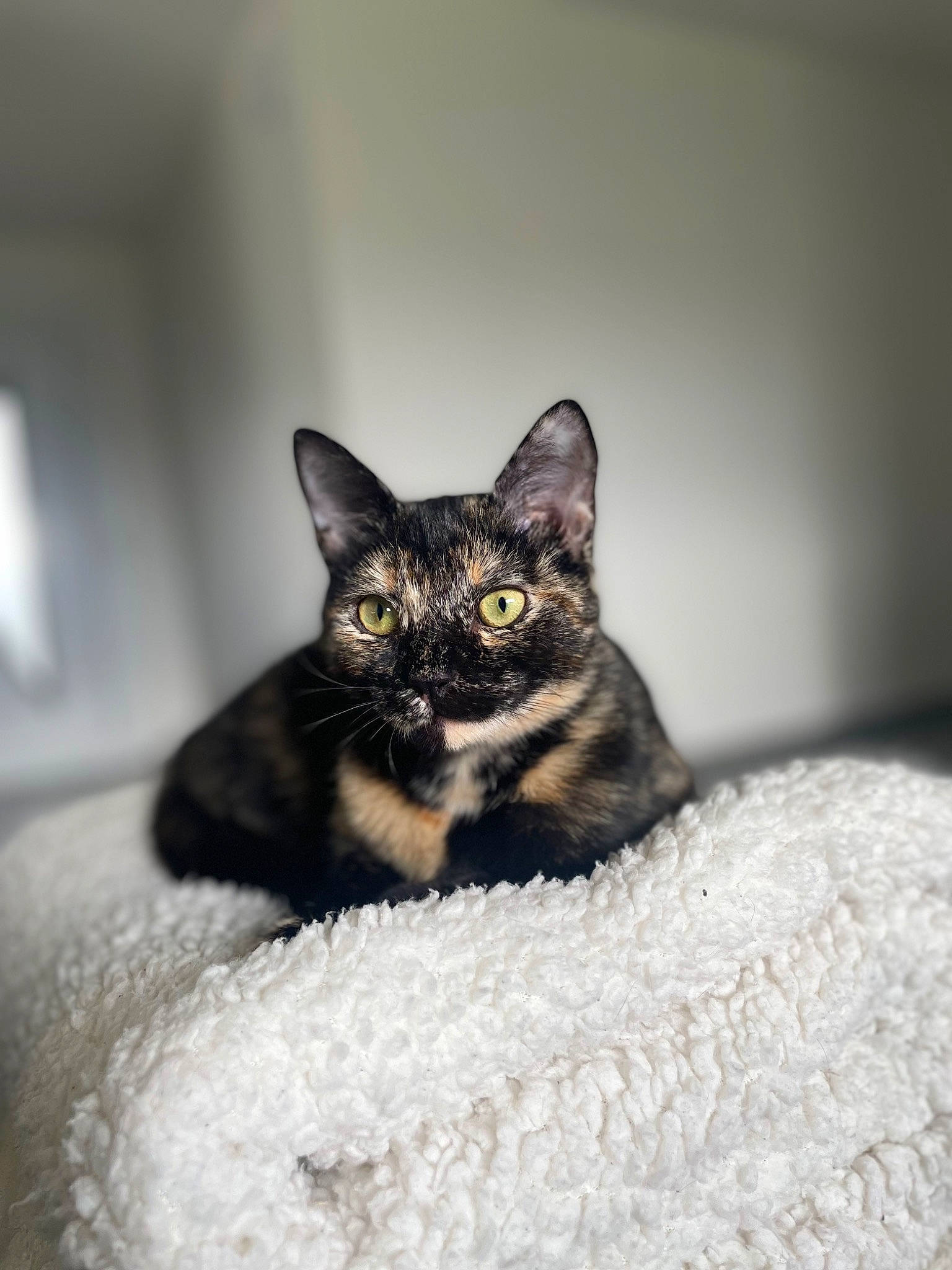 Uma a rejoint le concours — aidez-le/la à gagner de superbes lots ! black_cat, carnivore, cat, cat_supply, claw, comfort, domestic_short_haired_cat, ear, eye, felidae, fur, monochrome_photography, pet_supply, sitting, small_to_medium_sized_cats, snout, terrestrial_animal, whiskers, wildlife