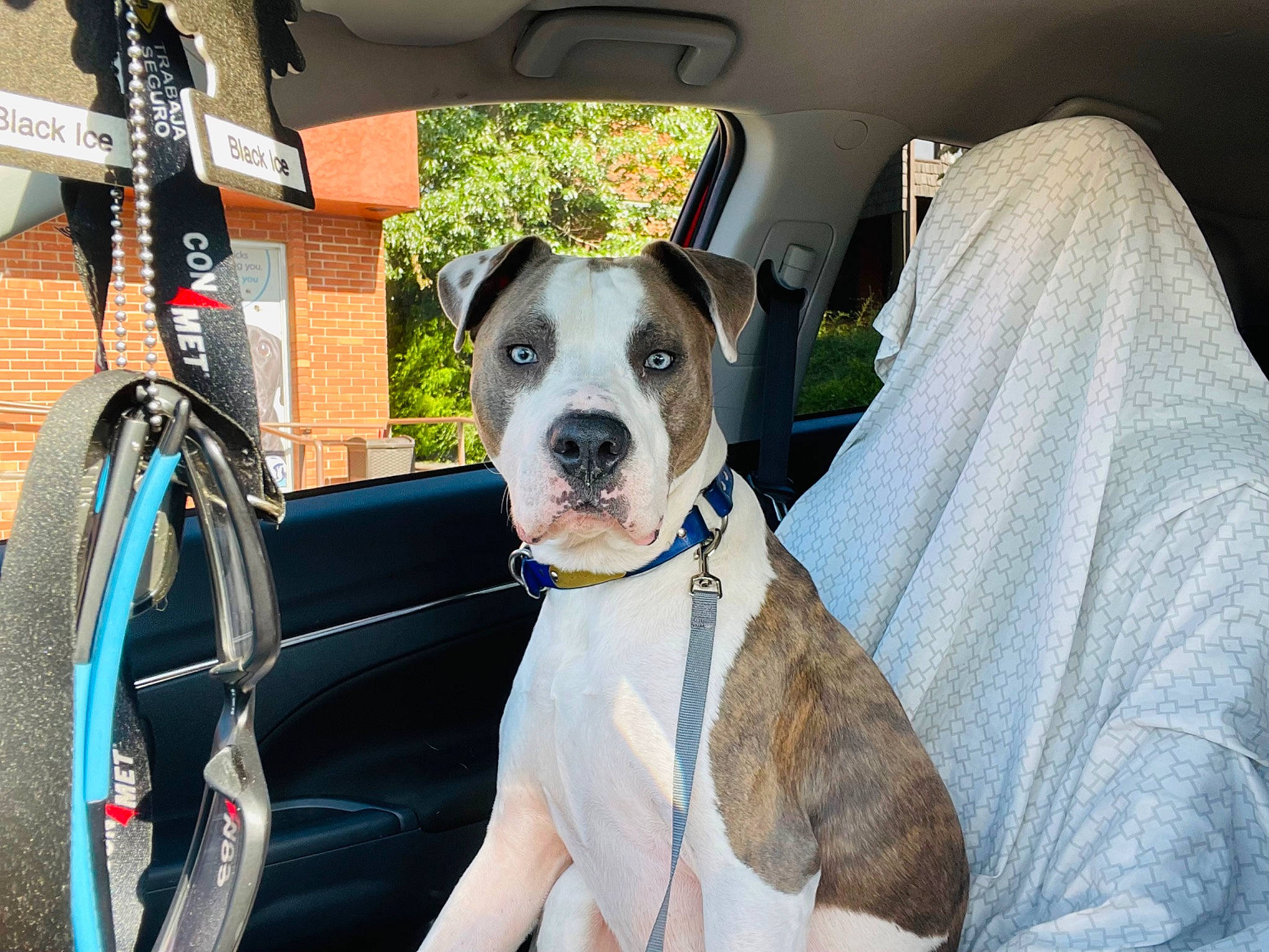 Greyson joined the competition — help win amazing prizes! automotive_lighting, bicycle, bicycle_tire, car, carnivore, collar, companion_dog, dog, dog_breed, dog_collar, fawn, fender, plant, snout, sporting_group, tire, vehicle, vehicle_door, wheel, window