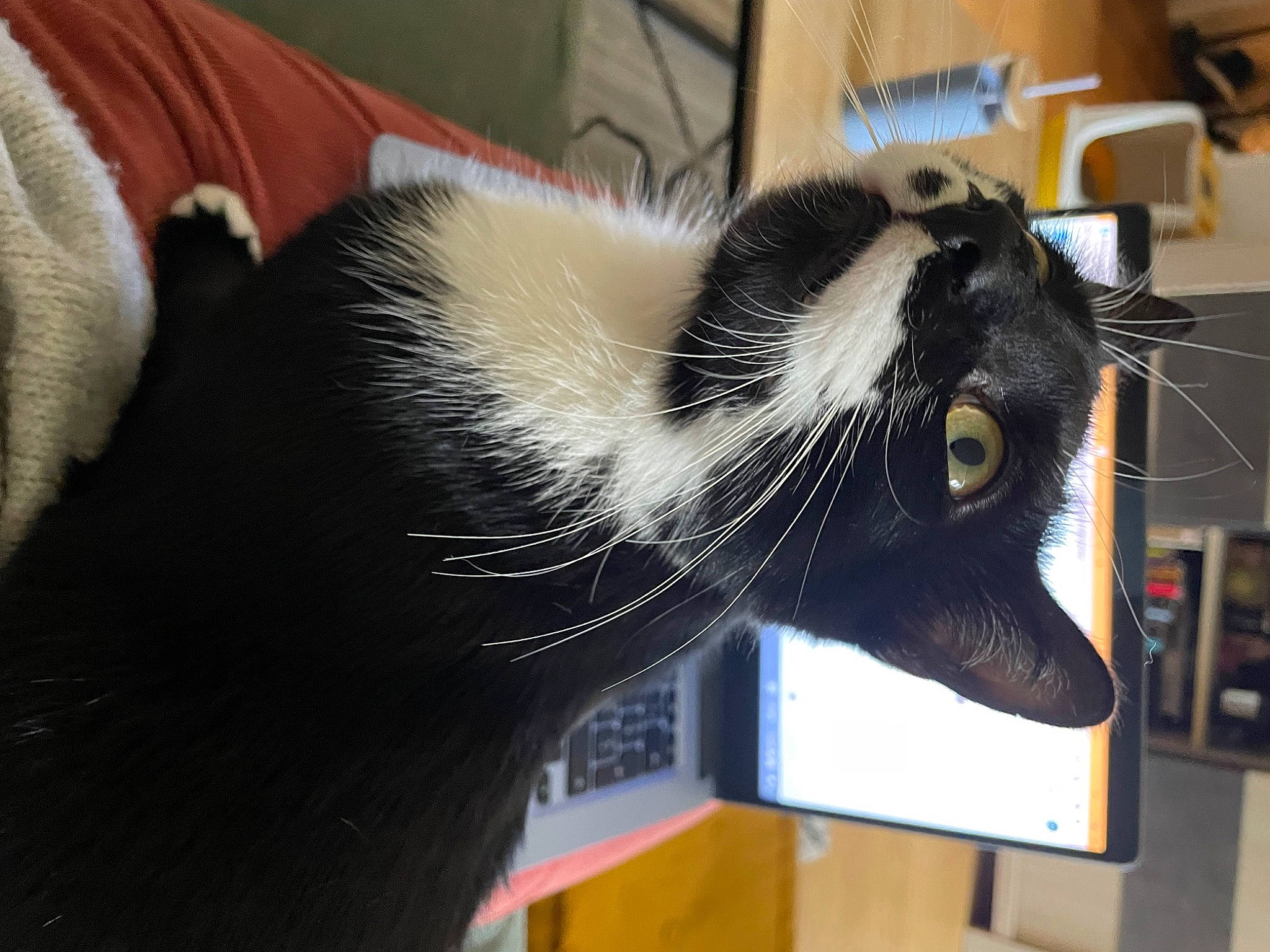 Berlioz participe au concours pour gagner de l'argent avec cette photo : carnivore, cat, collar, comfort, domestic_short_haired_cat, ear, felidae, fur, gadget, personal_protective_equipment, small_to_medium_sized_cats, snout, whiskers, window