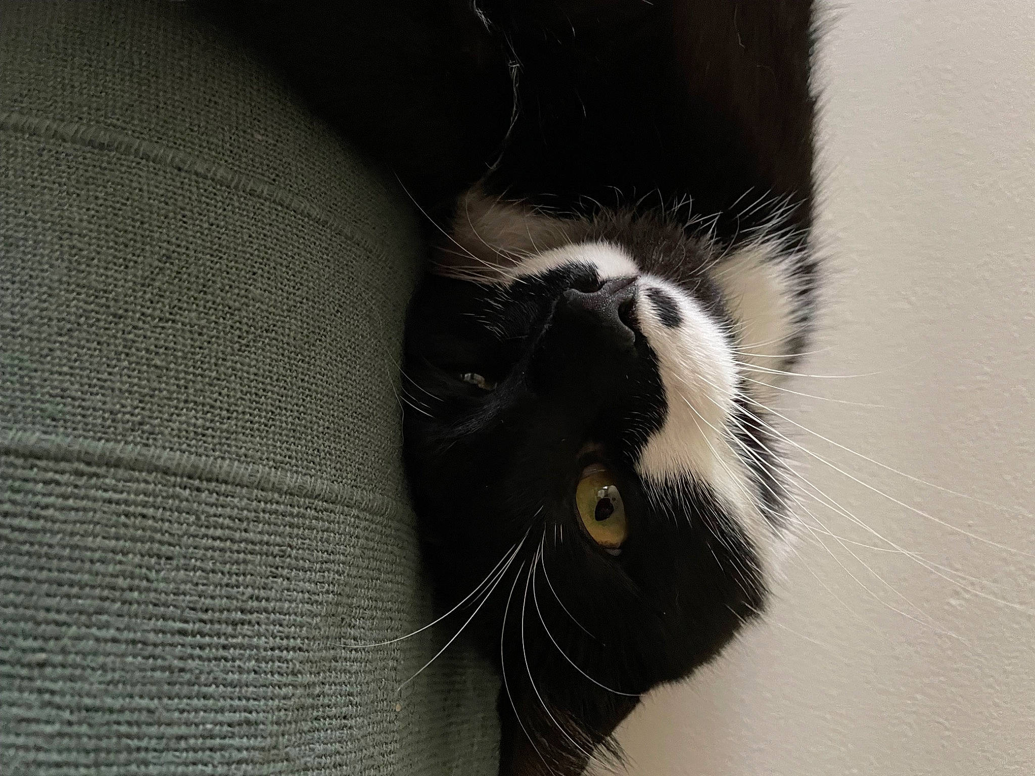 Berlioz a rejoint le concours — aidez-le/la à gagner de superbes lots ! animal_shelter, black_cat, carnivore, cat, claw, domestic_short_haired_cat, felidae, fur, grey, monochrome, monochrome_photography, paw, small_to_medium_sized_cats, snout, tail, terrestrial_animal, whiskers, wildlife, woven_fabric