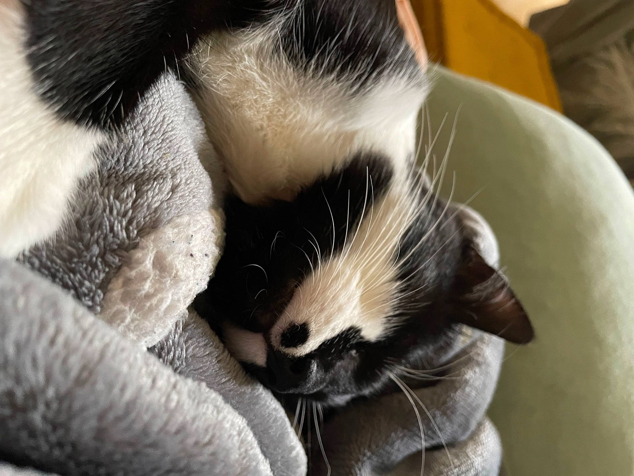 Berlioz a rejoint le concours — aidez-le/la à gagner de superbes lots ! carnivore, cat, cat_supply, claw, comfort, domestic_short_haired_cat, felidae, fur, nap, paw, small_to_medium_sized_cats, snout, tail, terrestrial_animal, whiskers