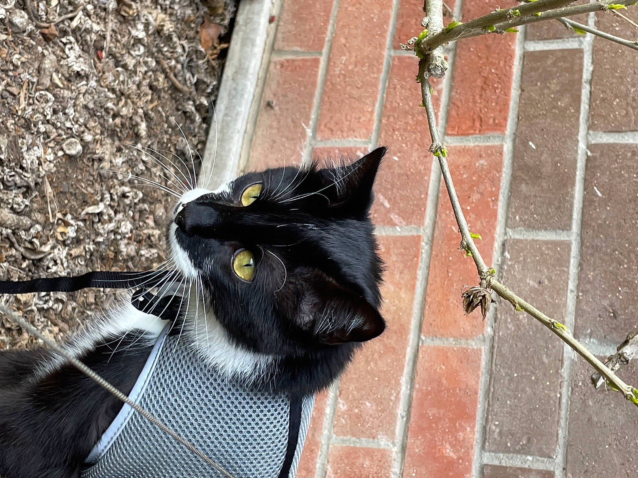 Berlioz a rejoint le concours — aidez-le/la à gagner de superbes lots ! black_cat, bombay, brick, brickwork, carnivore, cat, domestic_short_haired_cat, felidae, flooring, fur, grass, line, plant, road_surface, sidewalk, small_to_medium_sized_cats, snout, tail, whiskers, window
