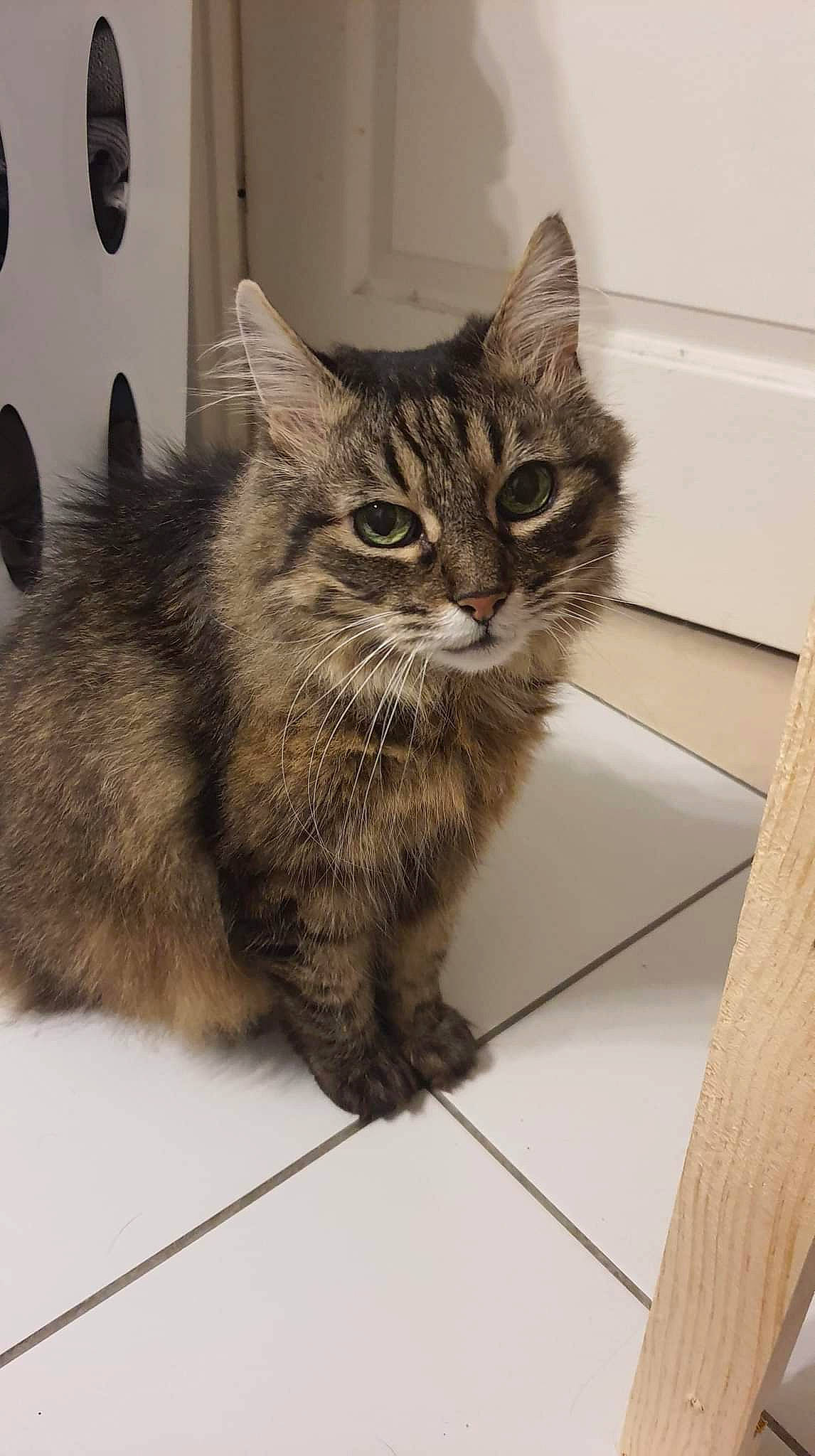 Louise participe au concours pour gagner de l'argent avec cette photo : box, carnivore, cat, claw, domestic_short_haired_cat, felidae, flooring, fur, grey, hardwood, paw, sitting, small_to_medium_sized_cats, snout, tail, terrestrial_animal, whiskers, wood, wood_flooring