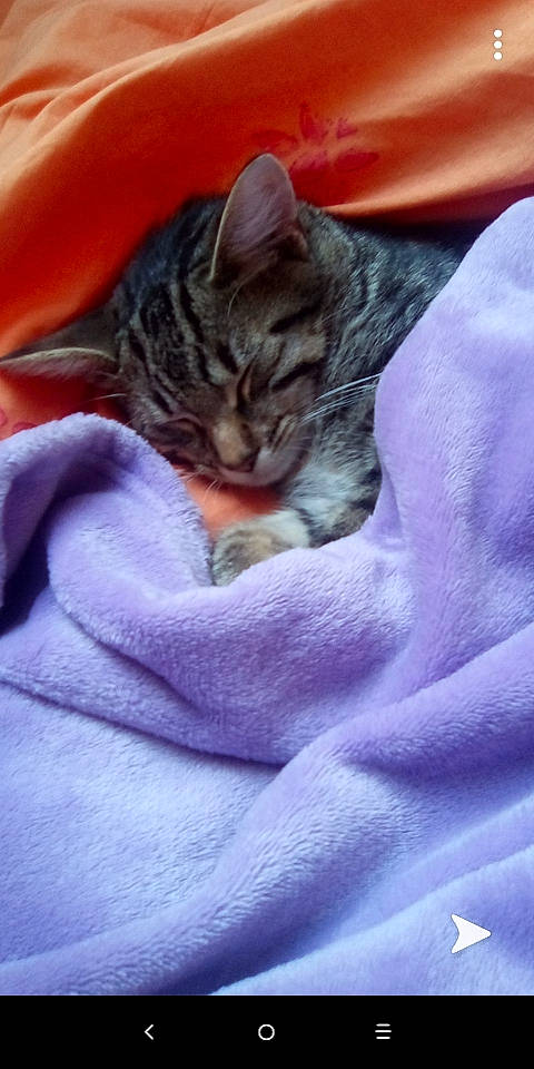 Nala a rejoint le concours — aidez-le/la à gagner de superbes lots ! american_shorthair, asian, carnivore, cat, domestic_short_haired_cat, dragon_li, egyptian_mau, european_shorthair, felidae, kitten, nap, pixie_bob, sleep, small_to_medium_sized_cats, snout, tabby_cat, whiskers