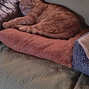 Moe is registered to the contest to win money with this photo: cat, orange_tabby, sleeping, cushion, quilted_couch, blanket, pillow, furniture, indoor, pet, cozy, relaxing, resting, fur, home, nap, domestic_animal, soft_texture, comfort, peaceful