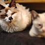 cat, feline, fluffy, pet, animal, indoor, resting, laying, fur, whiskers, ears, nose, blurred_background, three_cats, domestic, mammal, cute, soft, relaxed, companion