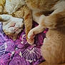 cat, sleeping, orange_cat, white_fur, paws, cozy, blanket, purple, pattern, fur, pet, domestic_animal, cute, resting, whiskers, relaxed, indoor, soft, closeup, feline