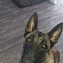 Akina participe au concours pour gagner de l'argent avec cette photo : dog, german_shepherd, pet, canine, animal, indoor, floor, wooden_floor, dog_bed, toy, plush_toy, happy, tongue_out, ears_up, brown_fur, black_fur, looking_up, domestic_animal, living_room, natural_light