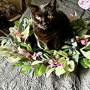 Ollie is registered to the contest to win money with this photo: cat, black_cat, flower_wreath, bedspread, indoor, yellow_eyes, green_leaves, pink_flowers, blue_flowers, pet, feline, decor, texture, curious, animal, closeup, soft_light, floral_arrangement, sitting, house