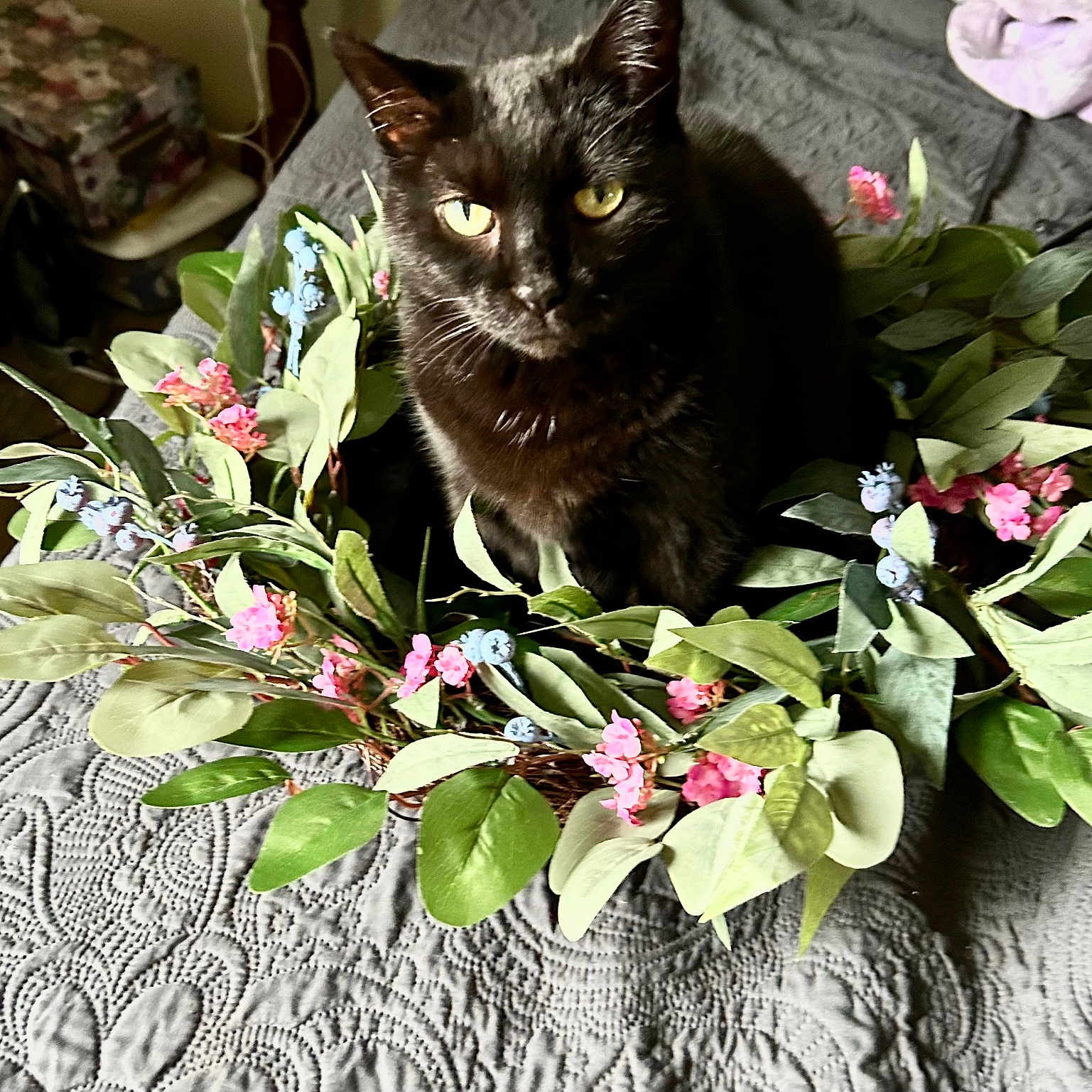 Ollie is registered to the contest to win money with this photo: animal, bedspread, black_cat, blue_flowers, cat, closeup, curious, decor, feline, floral_arrangement, flower_wreath, green_leaves, house, indoor, pet, pink_flowers, sitting, soft_light, texture, yellow_eyes