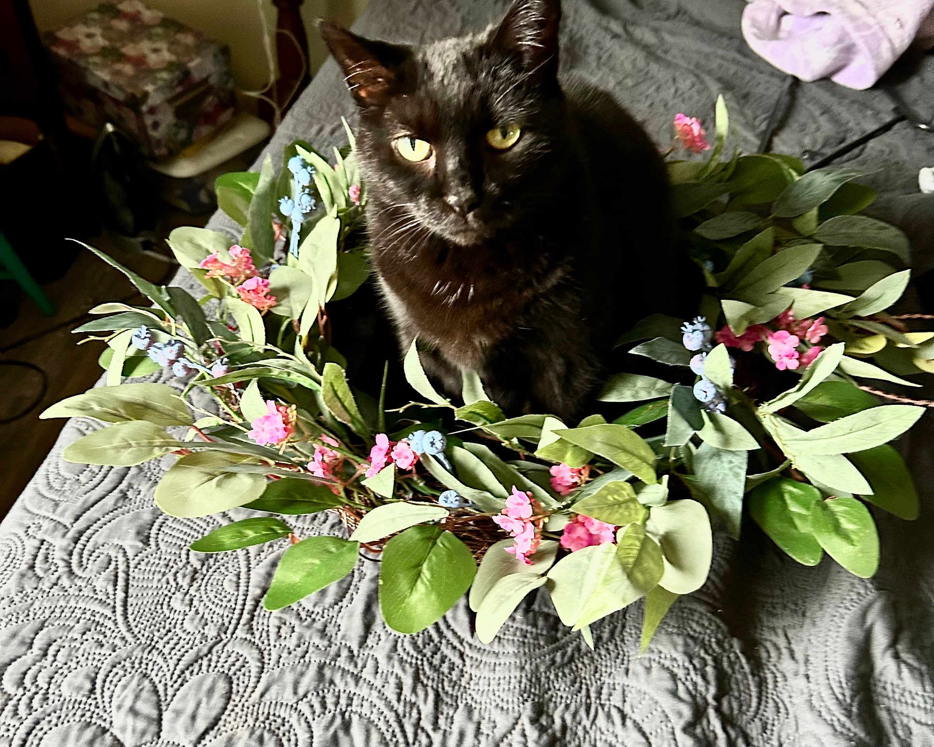 Ollie is registered to the contest to win money with this photo: cat, black_cat, flower_wreath, bedspread, indoor, yellow_eyes, green_leaves, pink_flowers, blue_flowers, pet, feline, decor, texture, curious, animal, closeup, soft_light, floral_arrangement, sitting, house