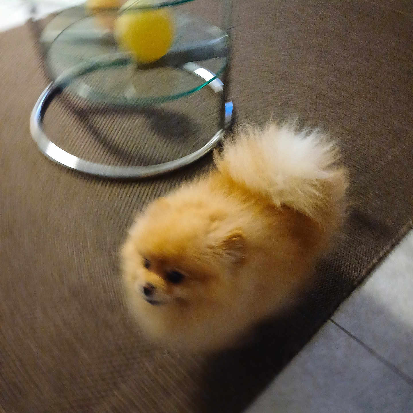 Sky a rejoint le concours — aidez-le/la à gagner de superbes lots ! animal, ball, canine, chow, citrusfruit, dog, food, fruit, furniture, glass, pet, plant, produce, puppy, sphere, sport, table, tennis, tennisball, wood