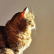 Nala participe au concours pour gagner de l'argent avec cette photo : cat, tabby, feline, pet, animal, fur, whiskers, profile, sunlight, indoor, wall, relaxed, sitting, cute, mammal, domestic, closeup, portrait, calm, natural_light
