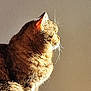 cat, tabby, feline, pet, animal, fur, whiskers, profile, sunlight, indoor, wall, relaxed, sitting, cute, mammal, domestic, closeup, portrait, calm, natural_light