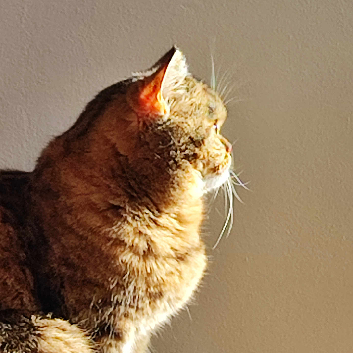 Nala participe au concours pour gagner de l'argent avec cette photo : animal, calm, cat, closeup, cute, domestic, feline, fur, indoor, mammal, natural_light, pet, portrait, profile, relaxed, sitting, sunlight, tabby, wall, whiskers