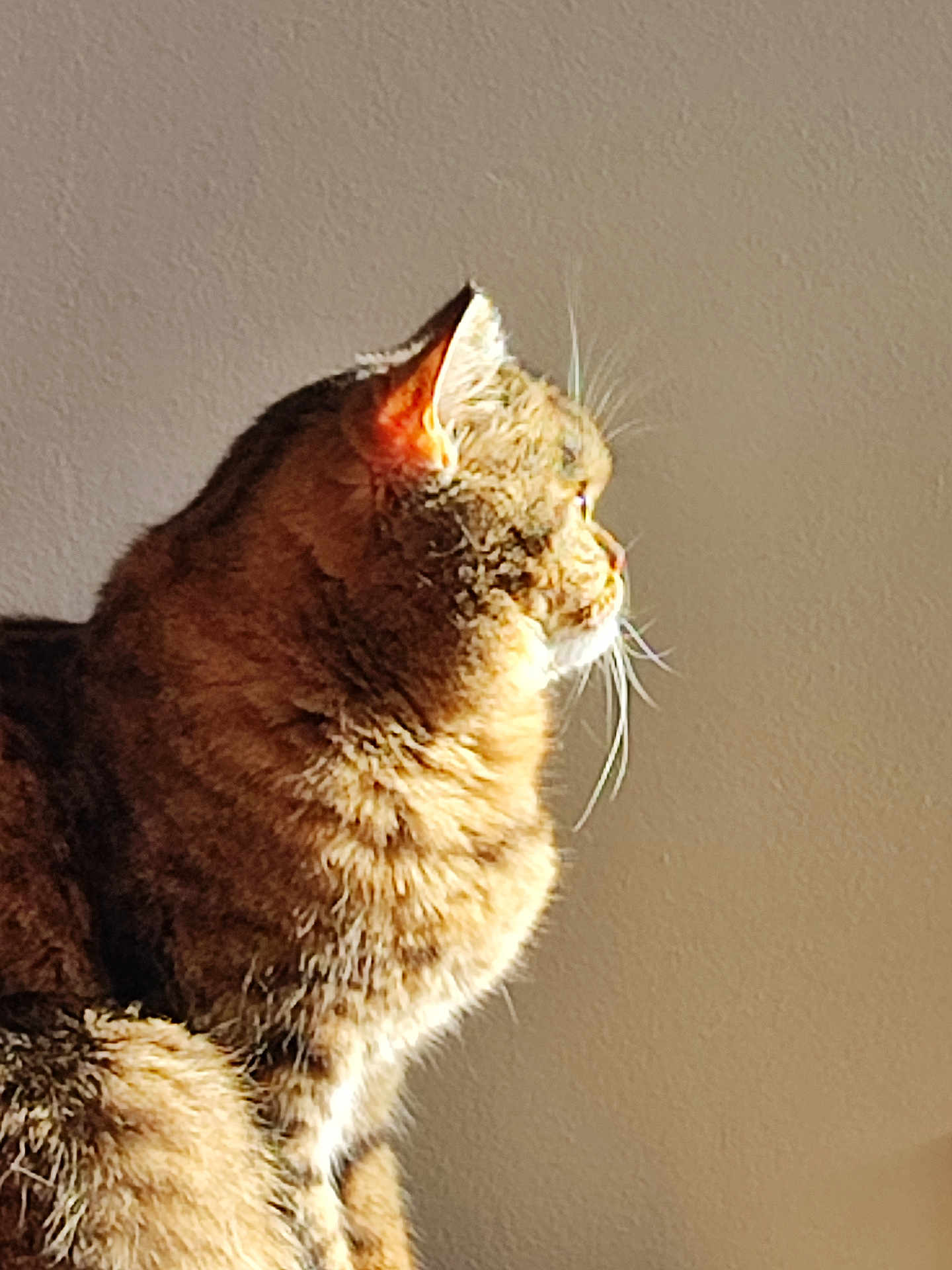 Nala participe au concours pour gagner de l'argent avec cette photo : cat, tabby, feline, pet, animal, fur, whiskers, profile, sunlight, indoor, wall, relaxed, sitting, cute, mammal, domestic, closeup, portrait, calm, natural_light