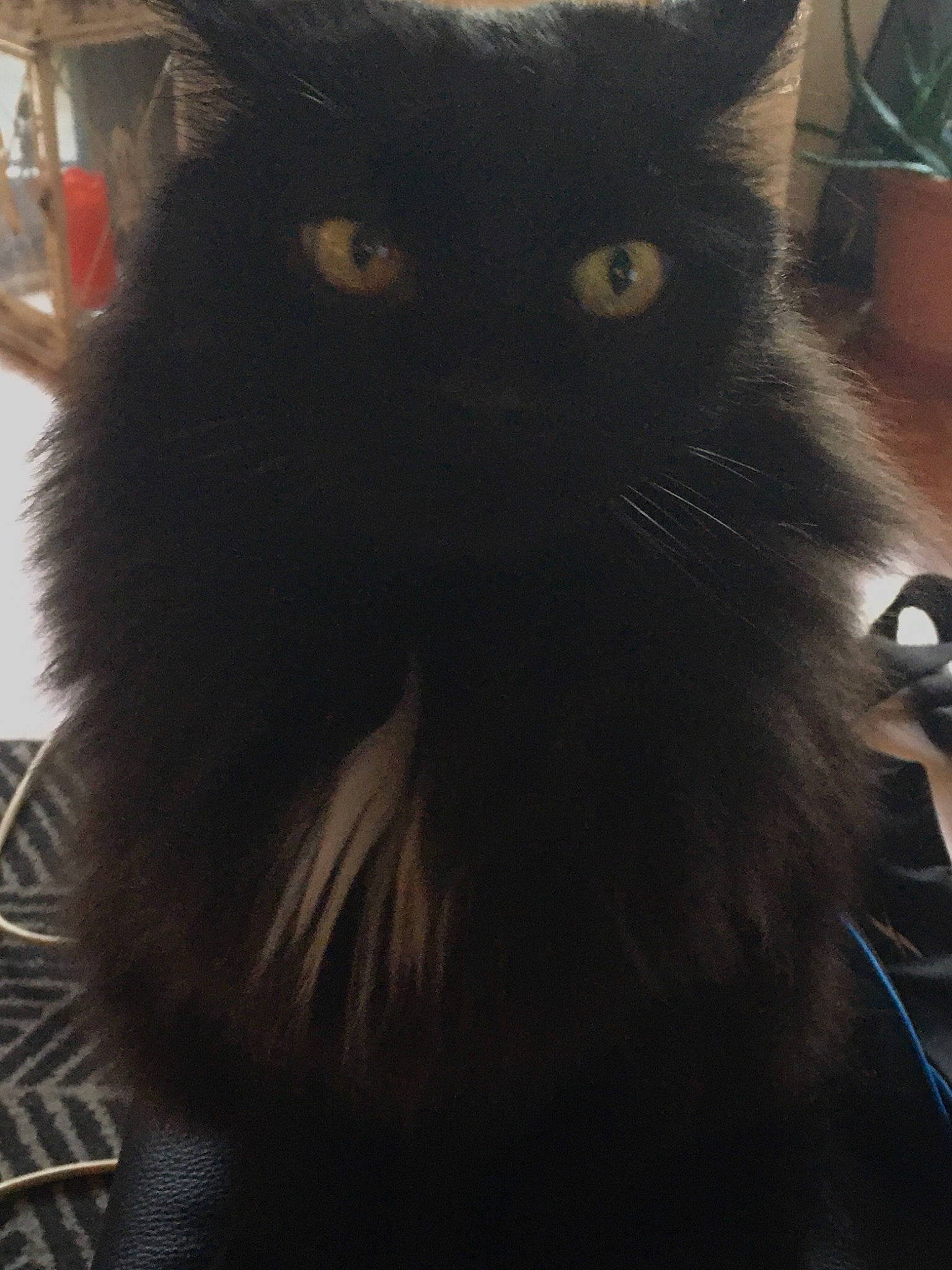 Scoubidou participe au concours pour gagner de l'argent avec cette photo : black_cat, bombay, carnivore, cat, claw, comfort, domestic_short_haired_cat, felidae, fur, iris, mammal, paw, small_to_medium_sized_cats, snout, tail, terrestrial_animal, whiskers, window, working_animal