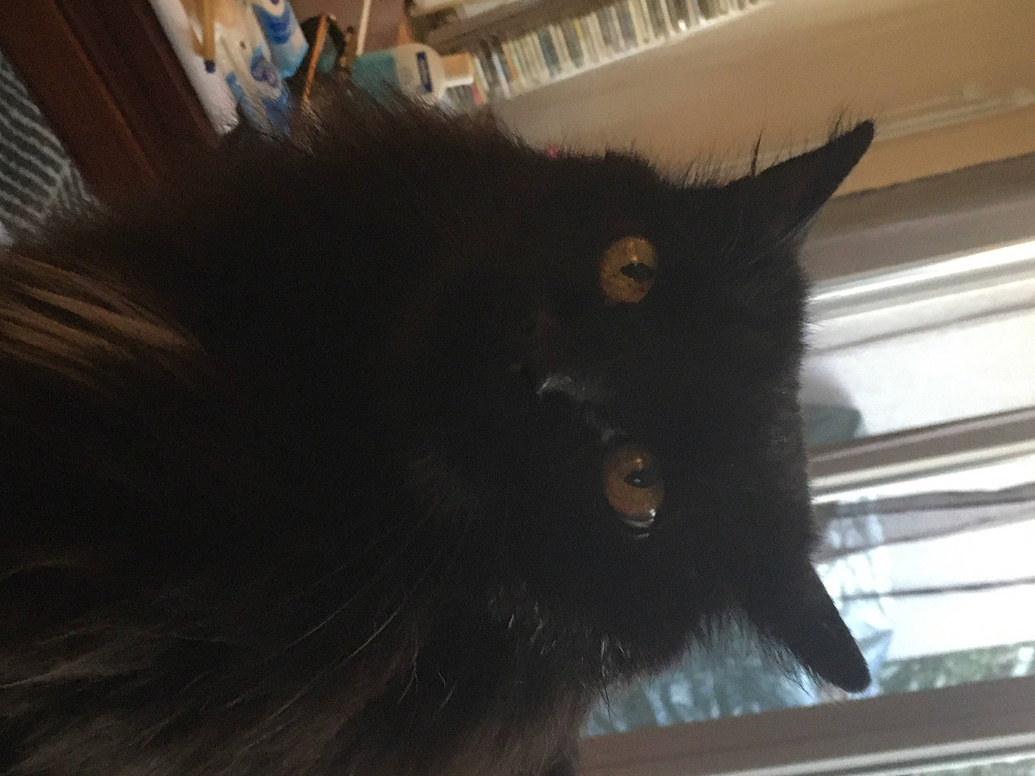 Scoubidou participe au concours pour gagner de l'argent avec cette photo : black_cat, bombay, canidae, carnivore, cat, domestic_short_haired_cat, felidae, fur, small_to_medium_sized_cats, snout, tail, terrestrial_animal, tints_and_shades, whiskers, window