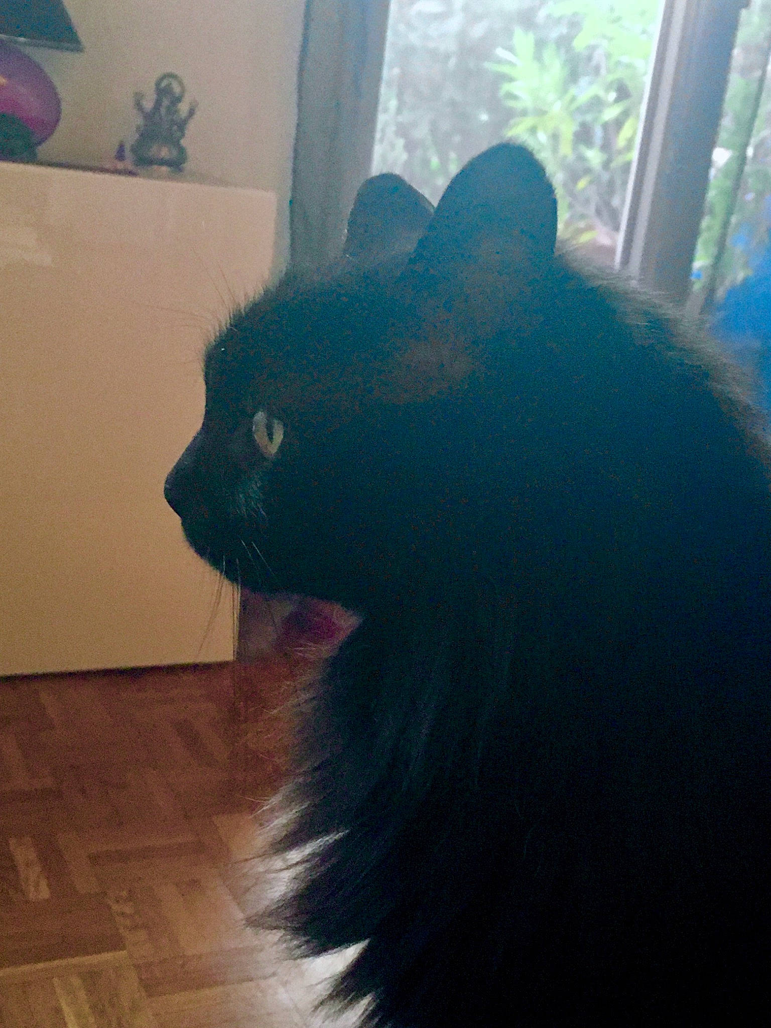 Scoubidou a rejoint le concours — aidez-le/la à gagner de superbes lots ! black_cat, carnivore, cat, domestic_short_haired_cat, electric_blue, eye, felidae, flooring, fur, grey, hair, hardwood, head, plant, small_to_medium_sized_cats, tail, terrestrial_animal, whiskers, window, wood