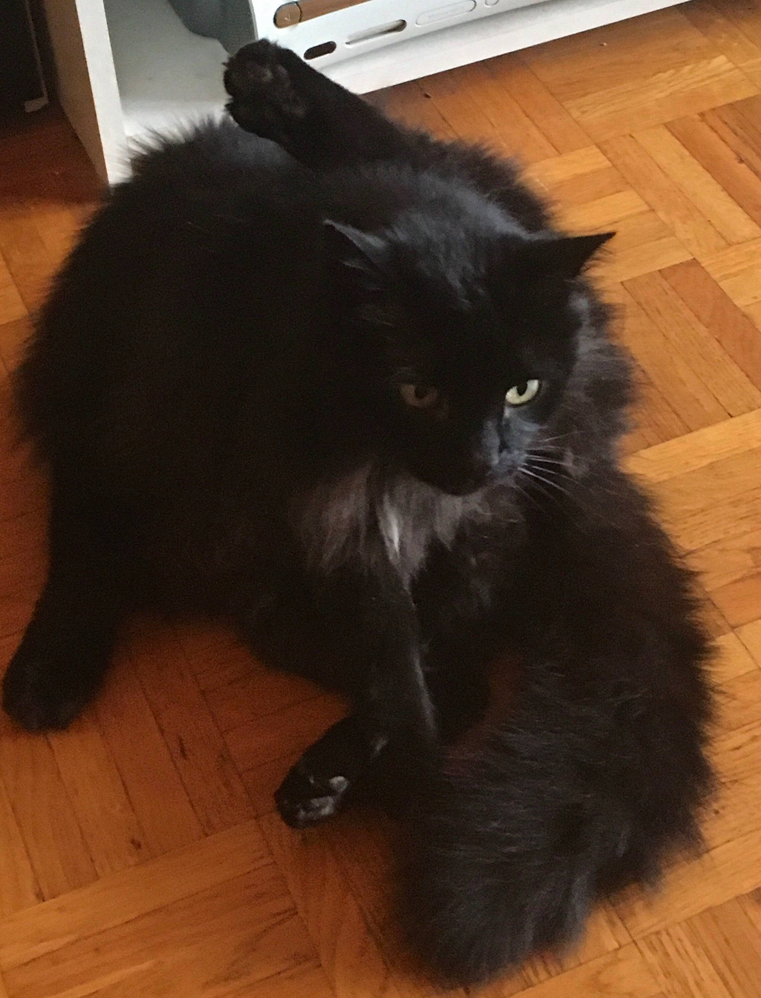 Scoubidou participe au concours pour gagner de l'argent avec cette photo : black_cat, bombay, carnivore, cat, comfort, felidae, floor, flooring, grey, hardwood, iris, laminate_flooring, mammal, small_to_medium_sized_cats, snout, tail, whiskers, wood, wood_flooring, wood_stain