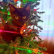 Wednesday is registered to the contest to win money with this photo: black_cat, kitten, christmas_tree, holiday_lights, greenery, curious, indoor, festive, decorations, pine_needles, colorful_lights, pet, animal, cute, young_cat, christmas, tree_branches, close_up, holiday, seasonal