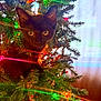 black_cat, kitten, christmas_tree, holiday_lights, greenery, curious, indoor, festive, decorations, pine_needles, colorful_lights, pet, animal, cute, young_cat, christmas, tree_branches, close_up, holiday, seasonal