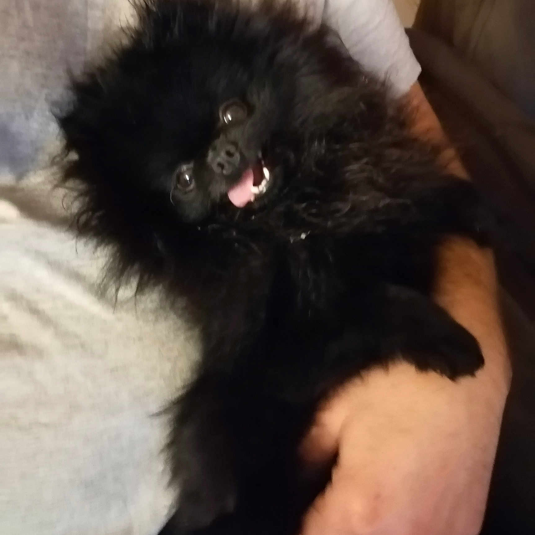 Peluche