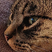 Léo participe au concours pour gagner de l'argent avec cette photo : animal, black_spots, brown, cat, close_up, eye, face, fur, indoor, macro, nature, pet, portrait, profile, relaxation, resting, soft, tabby, texture, whiskers