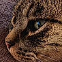 animal, black_spots, brown, cat, close_up, eye, face, fur, indoor, macro, nature, pet, portrait, profile, relaxation, resting, soft, tabby, texture, whiskers
