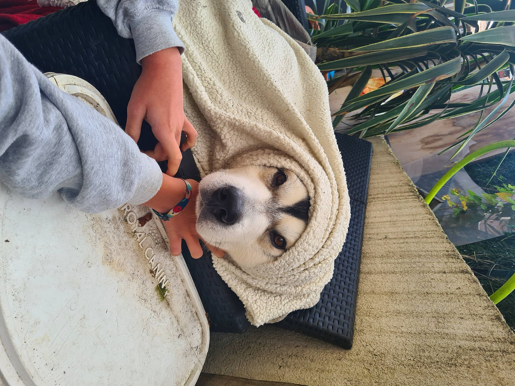 Randy a rejoint le concours — aidez-le/la à gagner de superbes lots ! basket, carnivore, comfort, companion_dog, dog, dog_breed, eyewear, fashion_accessory, fawn, foot, fur, grass, human_leg, pattern, plant, sunglasses, textile, toy, toy_dog, wood