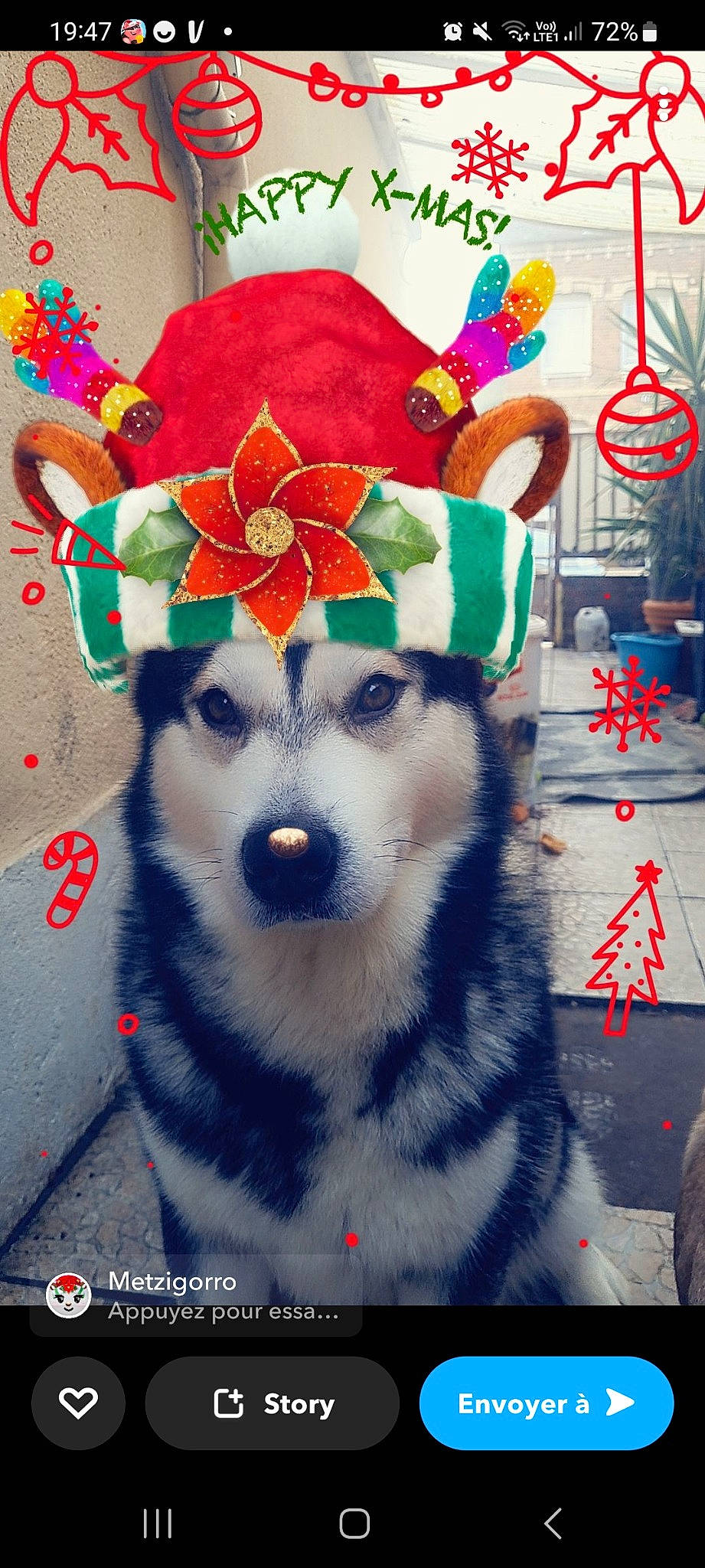 Randy a rejoint le concours — aidez-le/la à gagner de superbes lots ! art, carnivore, christmas, christmas_decoration, christmas_eve, christmas_ornament, companion_dog, costume_hat, dog, dog_breed, dog_clothes, dog_supply, event, fawn, fictional_character, fur, hat, holiday, holiday_ornament, party_supply