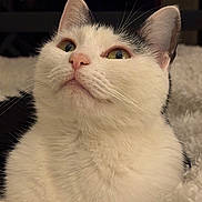 Fifi participe au concours pour gagner de l'argent avec cette photo : cat, white_cat, black_and_white, pet, animal, whiskers, pink_nose, fur, close_up, portrait, cozy, blanket, soft_texture, indoor, domestic, cute, relaxed, feline, ears, eyes