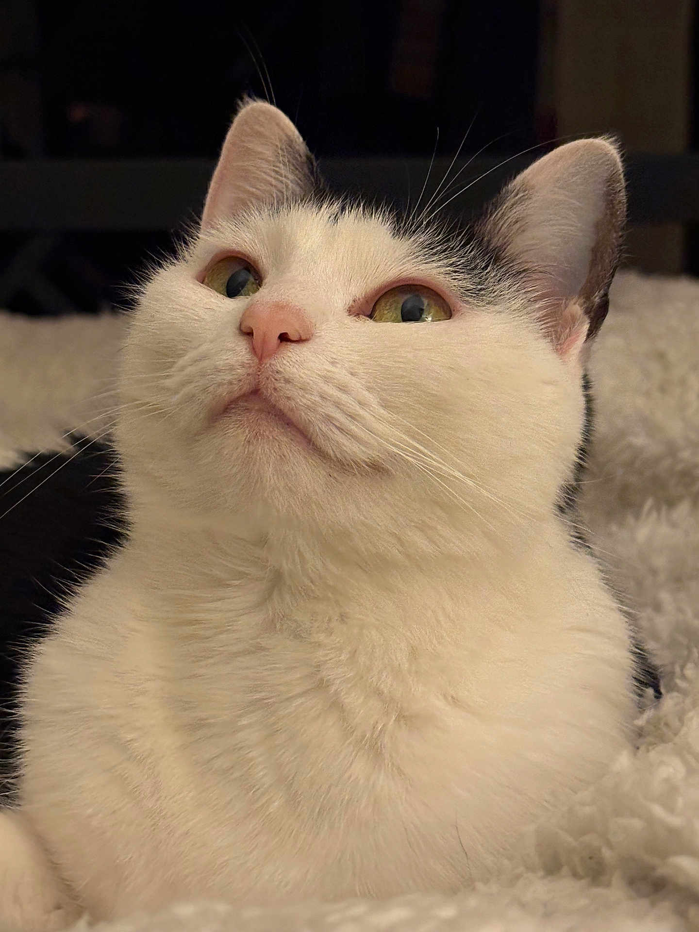 Fifi participe au concours pour gagner de l'argent avec cette photo : cat, white_cat, black_and_white, pet, animal, whiskers, pink_nose, fur, close_up, portrait, cozy, blanket, soft_texture, indoor, domestic, cute, relaxed, feline, ears, eyes