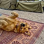 dog, golden_retriever, pet, lying_on_back, rug, camping, tent, outdoor, sand, playful, happy, collar, fluffy, paw, fur, nose, ear, portrait, relaxing, smile