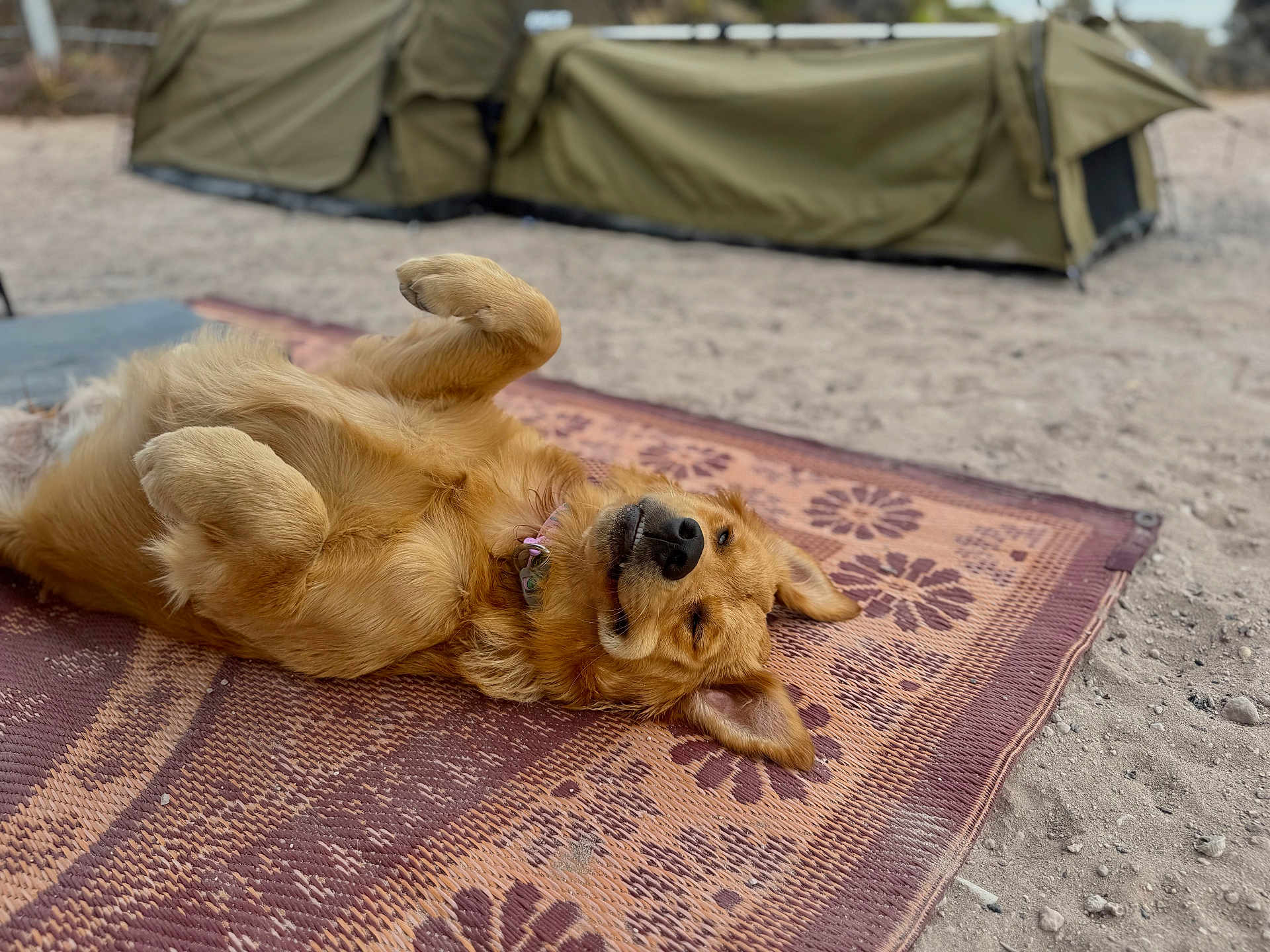 Goofy joined the competition — help win amazing prizes! dog, golden_retriever, pet, lying_on_back, rug, camping, tent, outdoor, sand, playful, happy, collar, fluffy, paw, fur, nose, ear, portrait, relaxing, smile