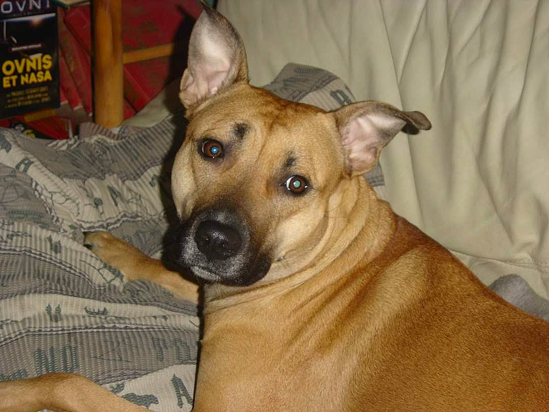 Luna participe au concours pour gagner de l'argent avec cette photo : ancient_dog_breeds, bored, box, canidae, carnivore, comfort, companion_dog, dog, dog_breed, dog_supply, fawn, fur, non_sporting_group, snout, sporting_group, terrestrial_animal, toy_dog, whiskers, working_animal