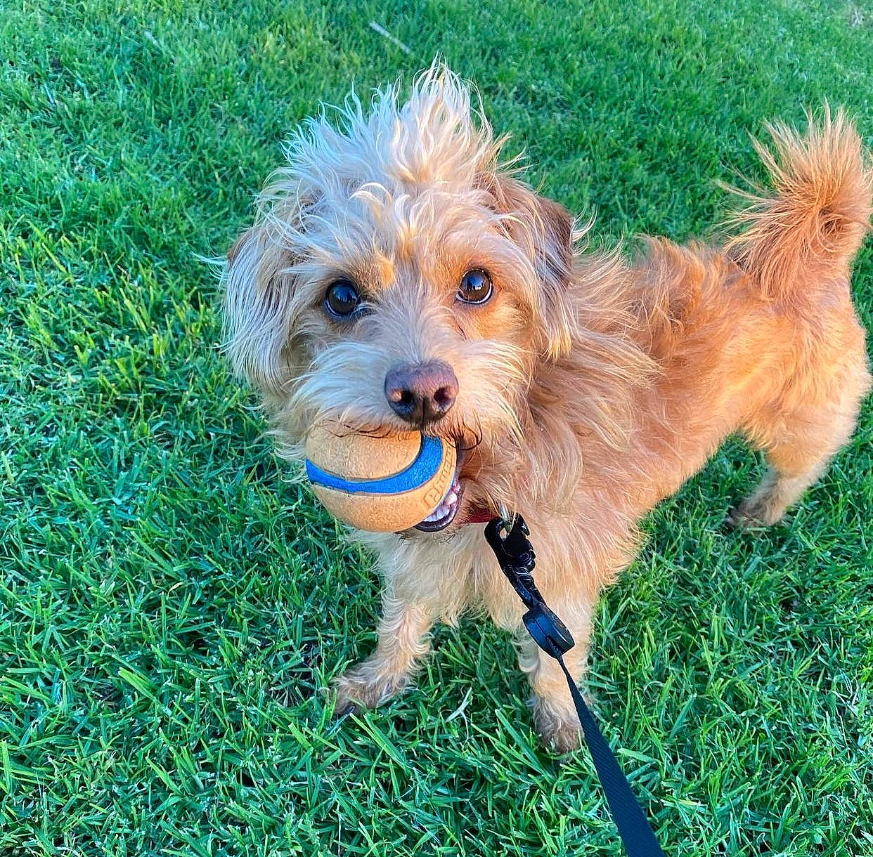 Waffles is registered to the contest to win money with this photo: biewer_terrier, canidae, carnivore, collar, companion_dog, dog, dog_breed, dog_clothes, dog_collar, dog_supply, grass, plant, small_terrier, snout, sporting_group, terrier, toy, toy_dog, water_dog, yorkipoo