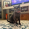 cat, gray_cat, pet, animal, sitting, portrait, golden_eyes, collar, indoor, living_room, rug, television, furniture, shelving, home, centered, looking_at_camera, short_hair, charcoal_fur, cozy