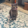 cat, gray_cat, sitting, tongue_out, golden_eyes, portrait, indoor, living_room, rug, patterned_rug, wood_floor, furniture, basket, shelf, home, pet, animal, funny_expression, short_hair, centered_composition