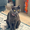 cat, gray_cat, pet, animal, feline, sitting, upright, golden_eyes, pink_collar, collar, indoors, home, living_room, rug, carpet, portrait, close_up, shallow_depth_of_field, soft_lighting, alert