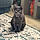 Bagheera